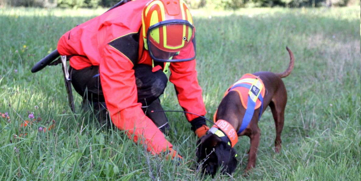 Schweisshund der Schweisshundestation Isarland e.V. verweist Pirschzeichen
